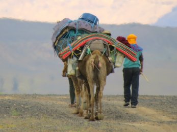 Camel Leaving Morocco