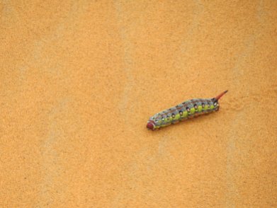 Sahara Bug