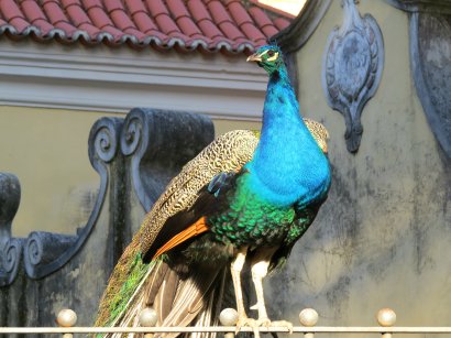 Lisbon Peacock 1