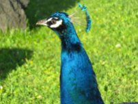 Lisbon Peacock 3
